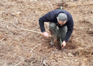 Boswachter plant een Atlasceder