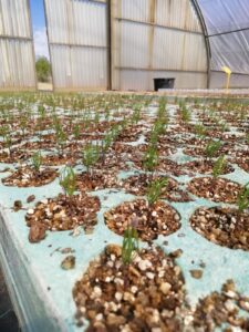 Pinus Sylvestris van 3 weken oud