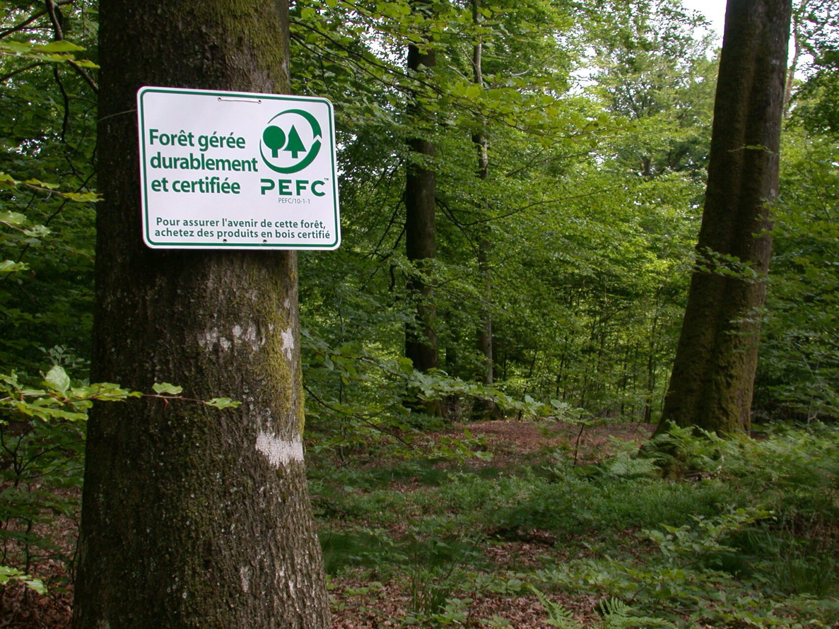 Arbre avec pancarte PEFC. Cette forêt est gérée durablement