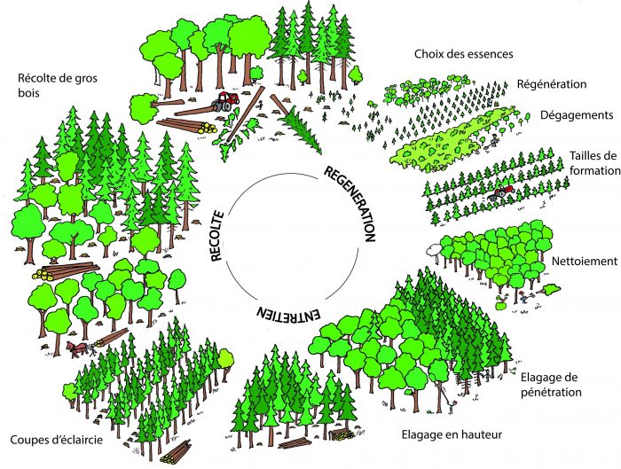 Cycle de la forêt - régénération, entretien, récolte