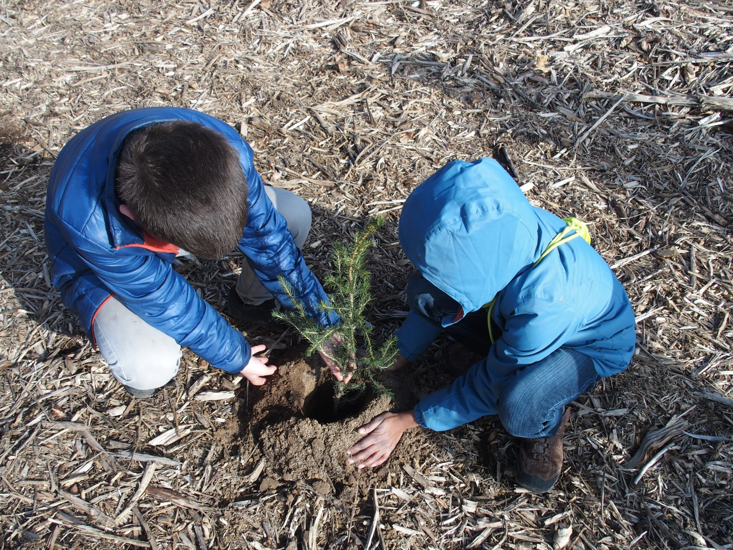 Enfants plantant un arbre_Forest Friends