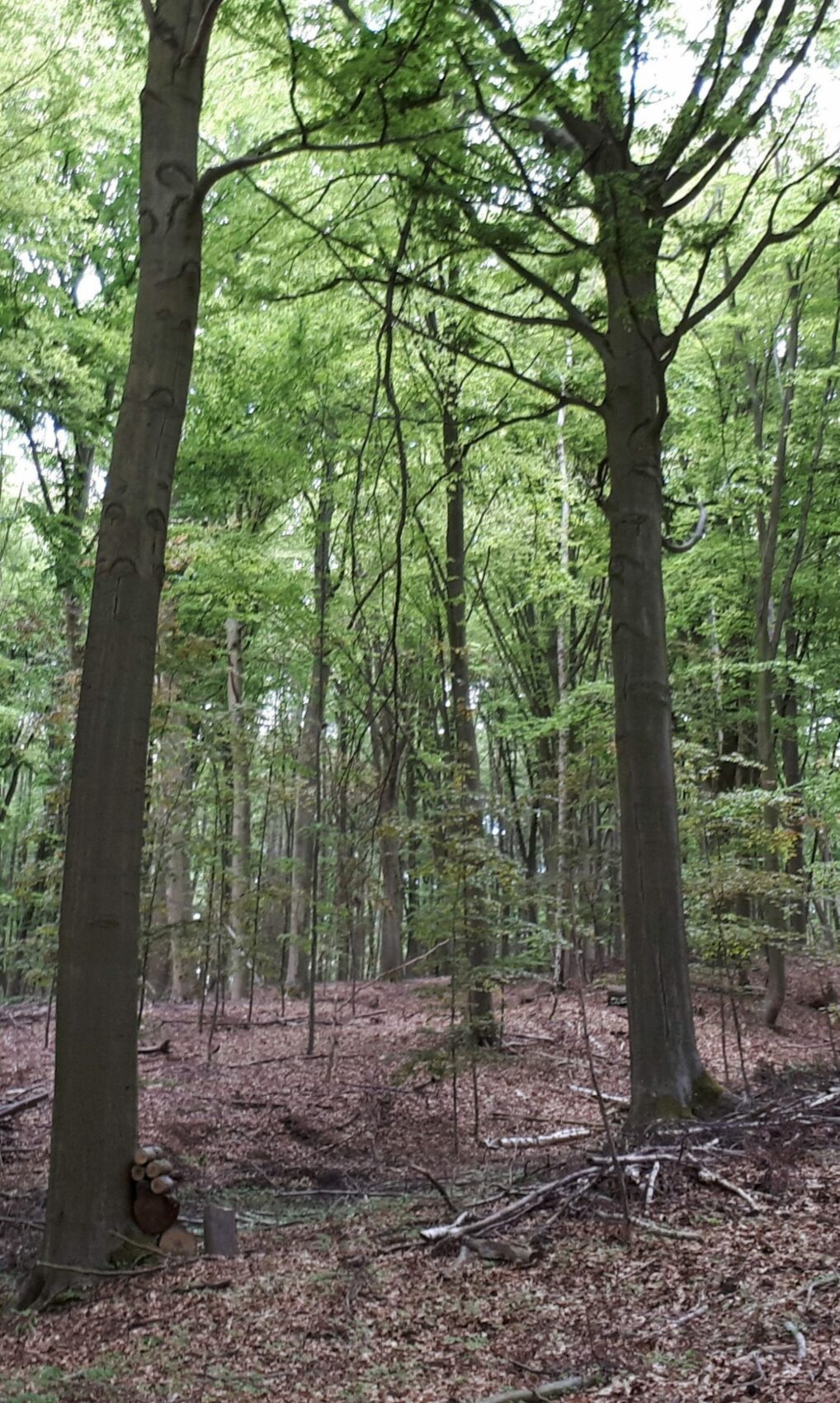 Découvrez les forêts à vendre en Belgique