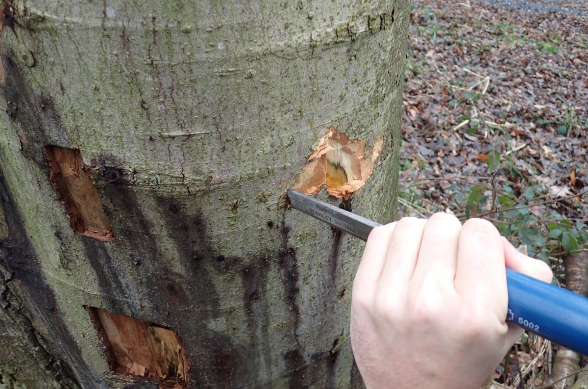 Become a Voluntary Forest Health Observer?