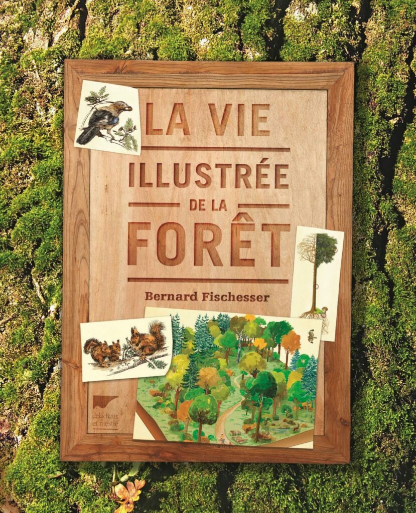 The illustrated life of the forest