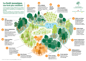 SRFB_foret-mosaique