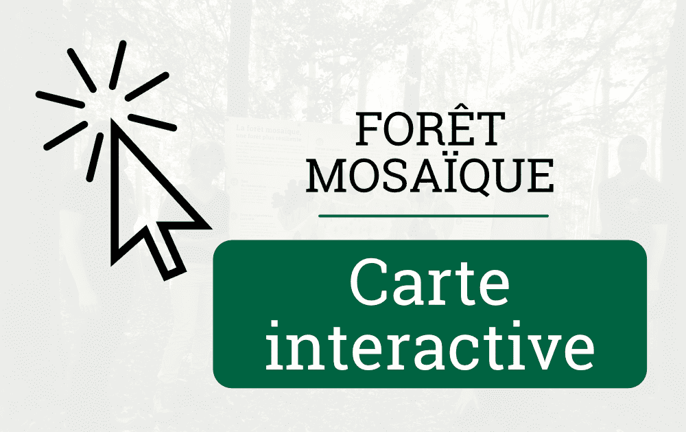 carte interactive - foret mosaique