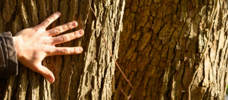 Main posée sur un arbre