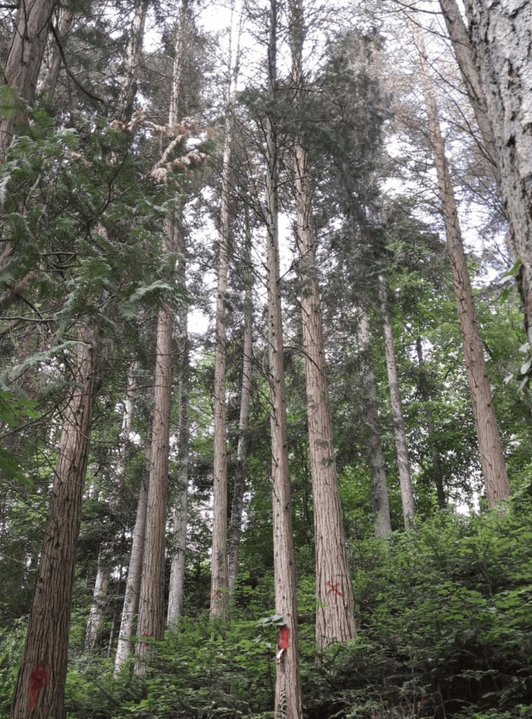 Cyprès de Lawson morts sur pied dans l'arboretum du Mousty