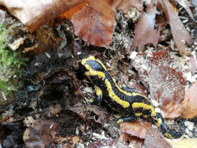 Un petit lézard jaune et noir de la taille d'une feuille d'arbre