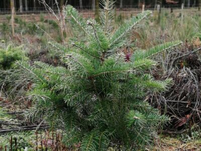 Nouvelles essences peuplements