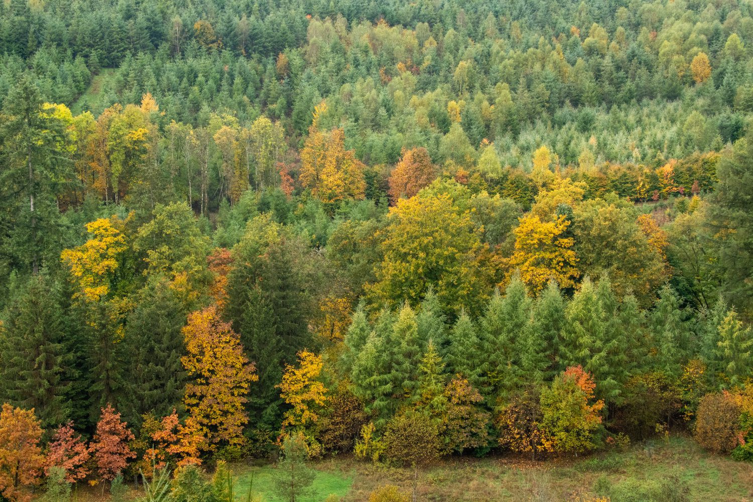 Dag over certificering in bossen en bedrijven