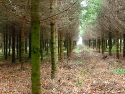 épicea cloisonnement