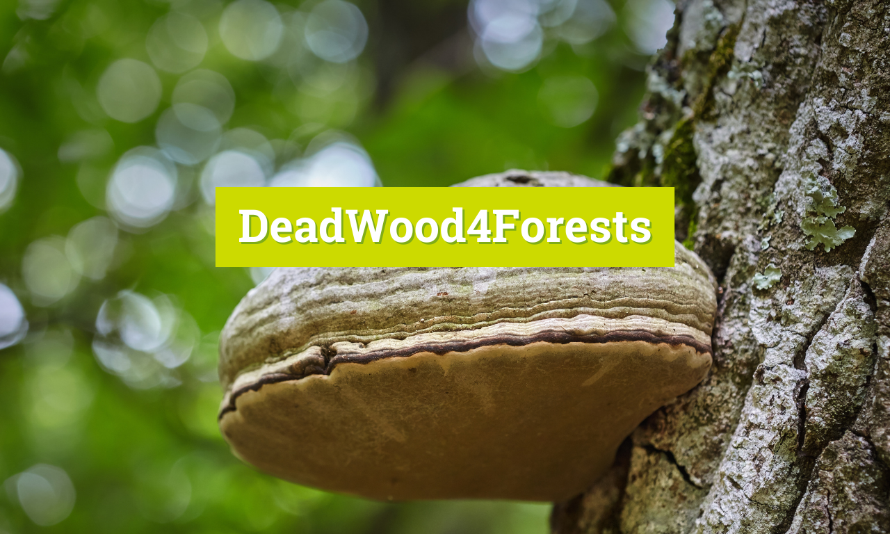 Dood hout voor bossen