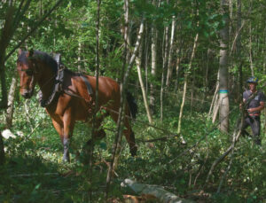 Paard slipt in het bos