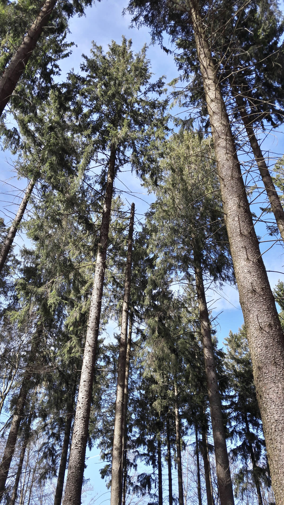 Natural regeneration of spruce in Haute Ardenne