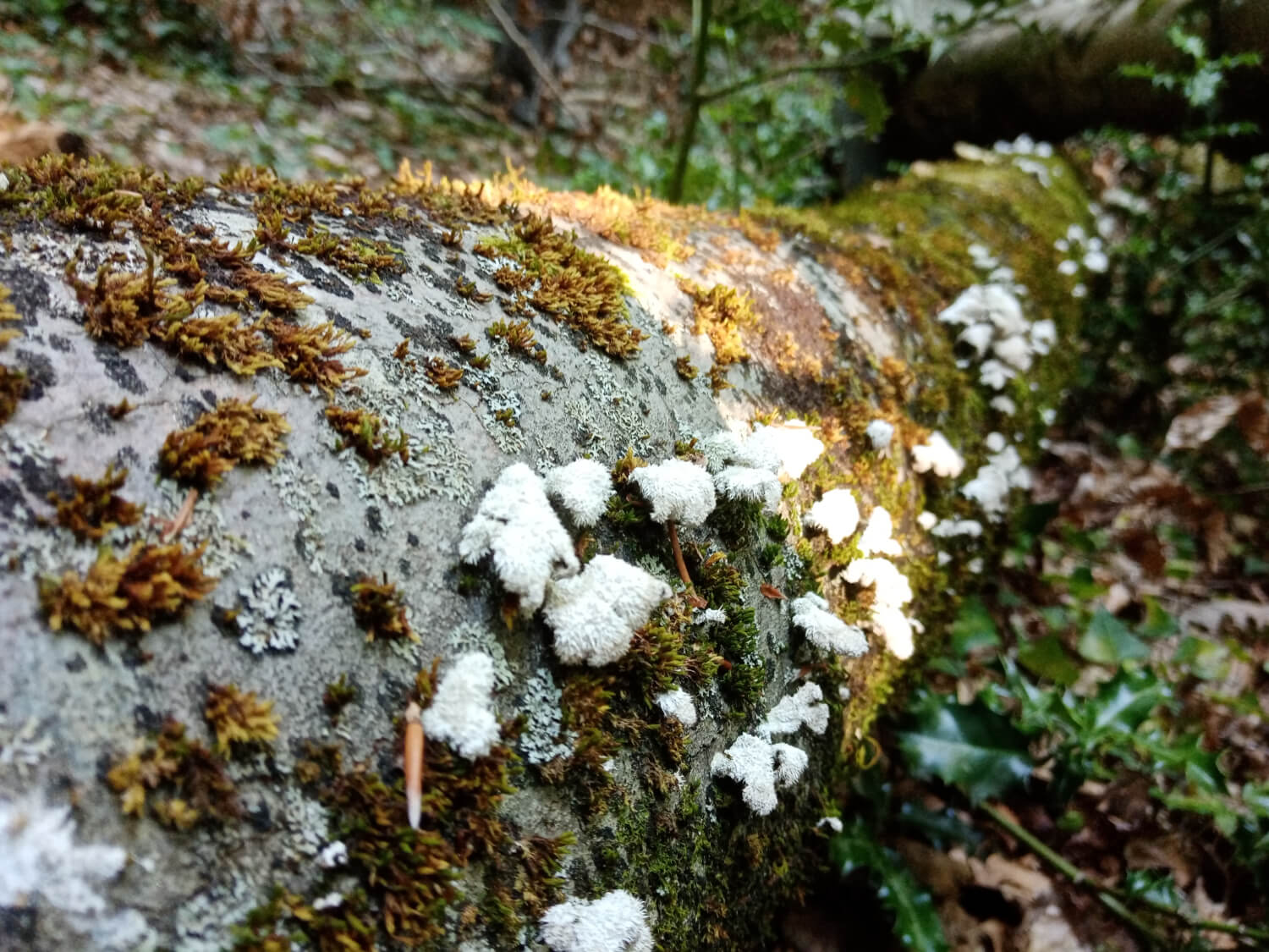 Bois mort – source pour une forêt plus résiliente et productive