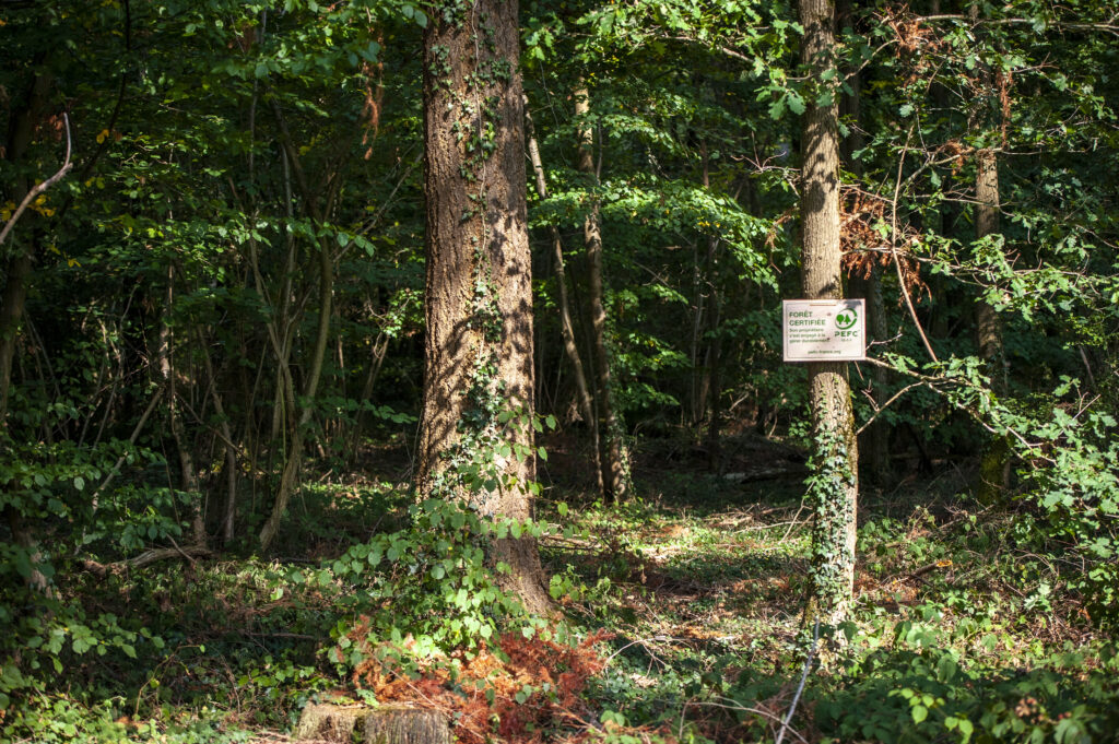 PEFC forest panel
