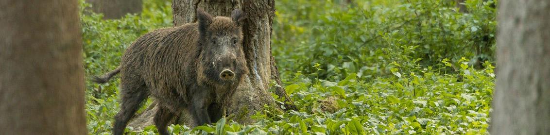 Wildschwein