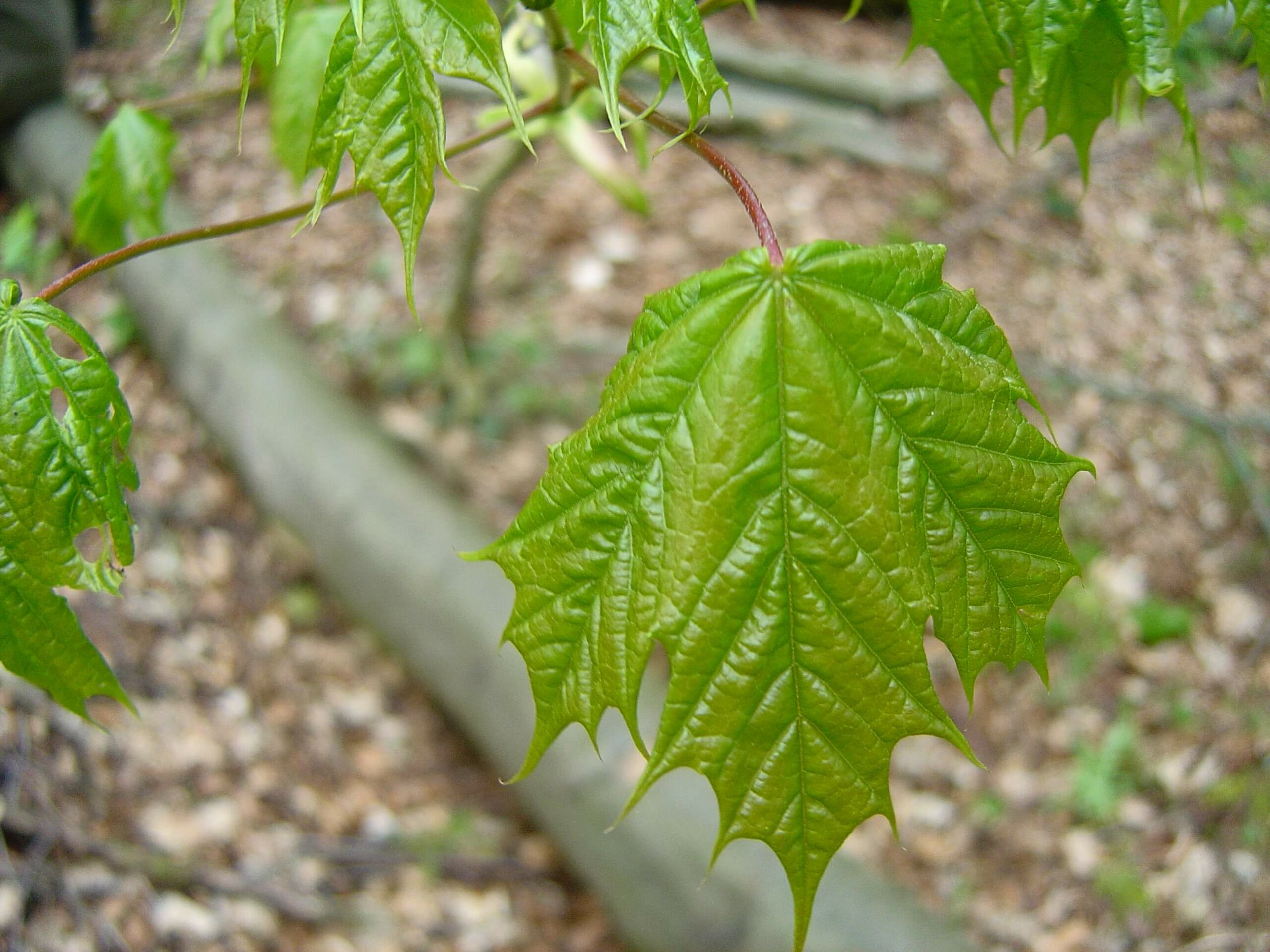 Flat maple leaf