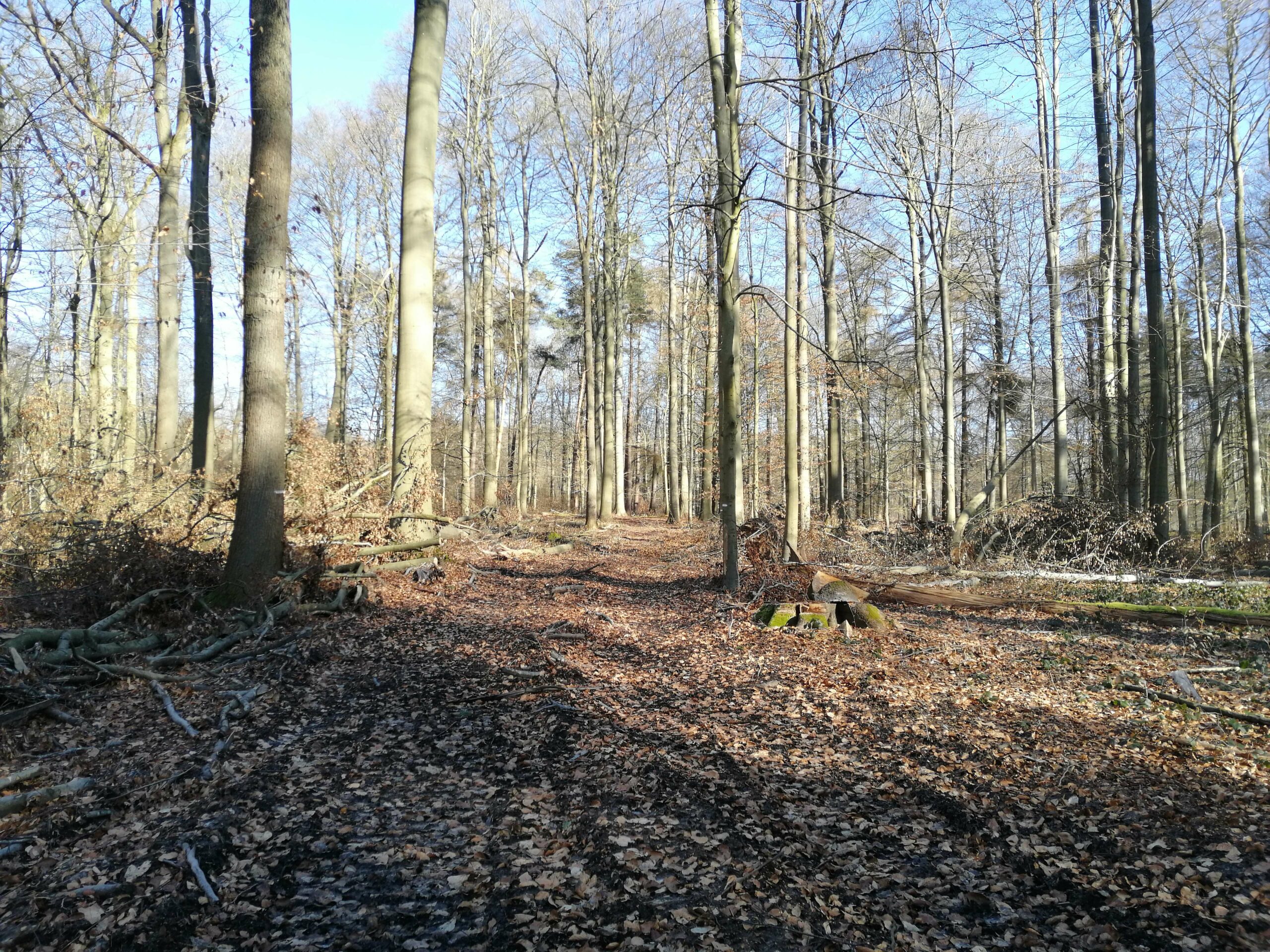 Soignes, une forêt en transition