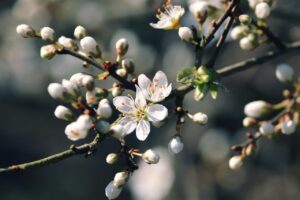 Blackthorn bud