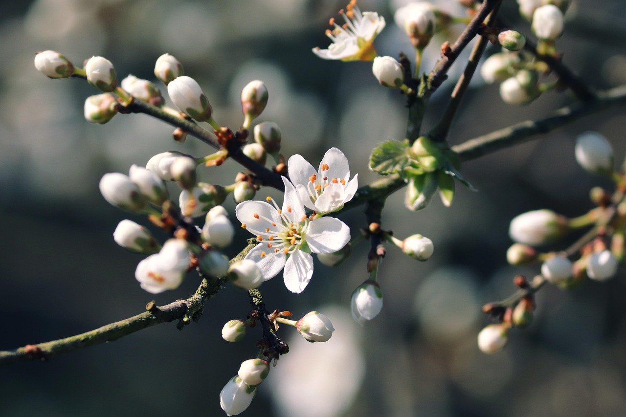 À la découverte des bourgeons d’arbres et d’arbustes et leurs usages en phytothérapie (gemmothérapie)