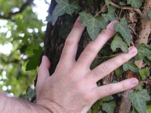 Right hand on a tree