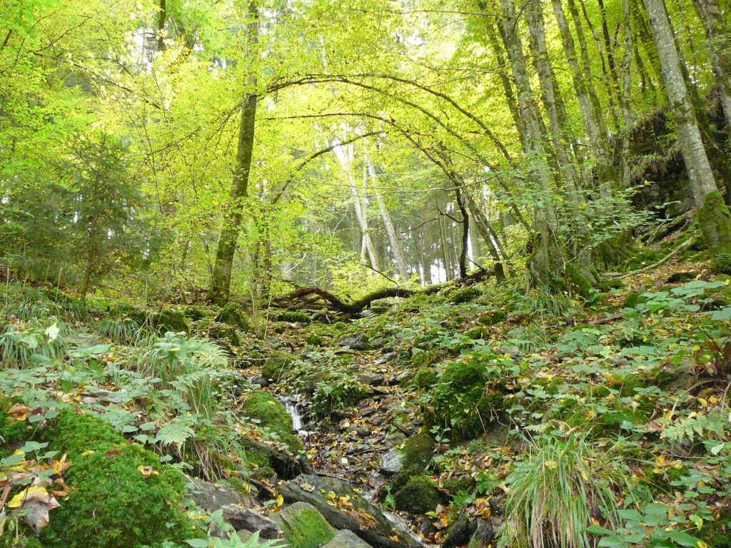 Ancient forest
