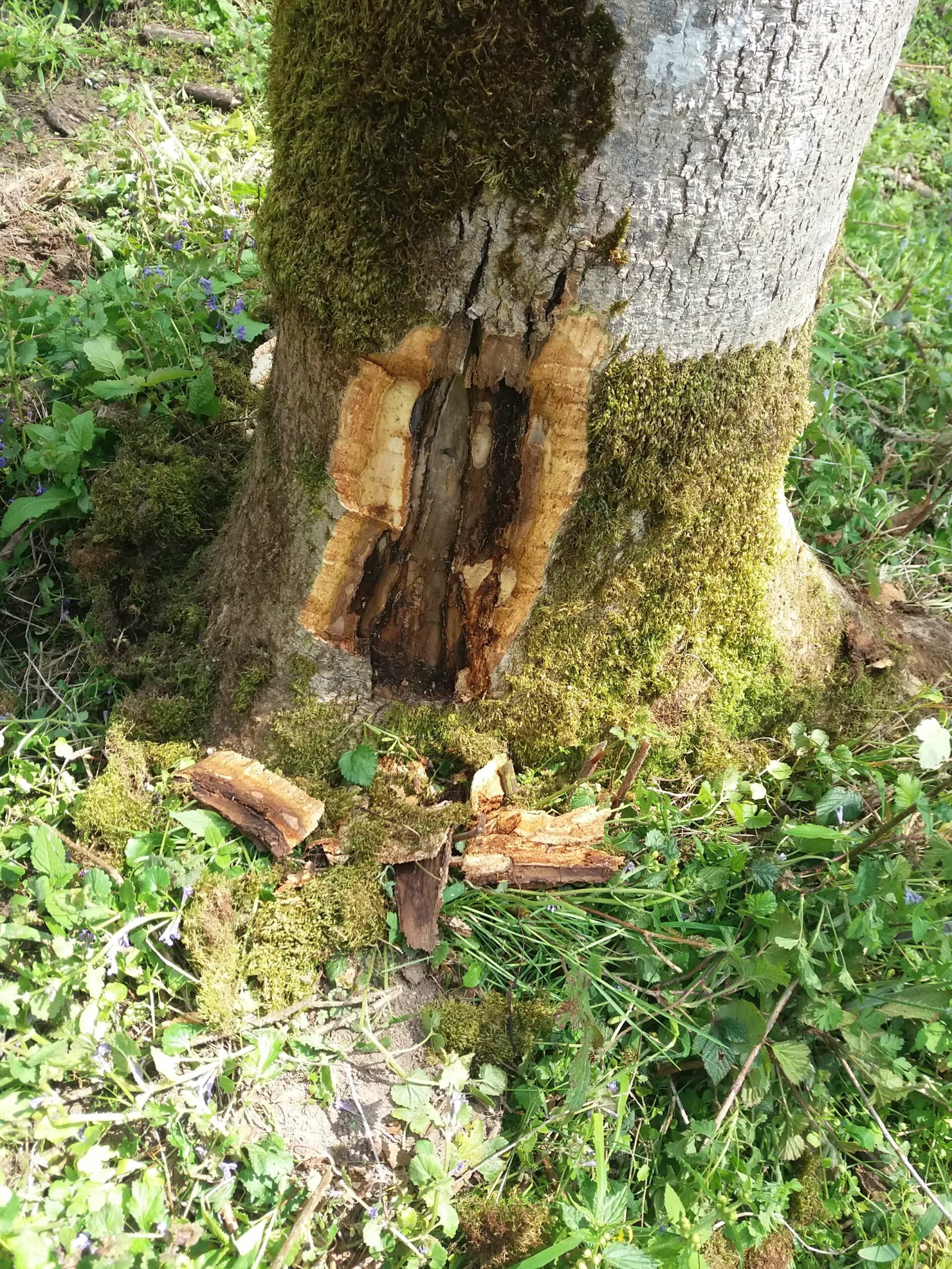 Conférence sur la santé de nos forêts en Région Wallonne