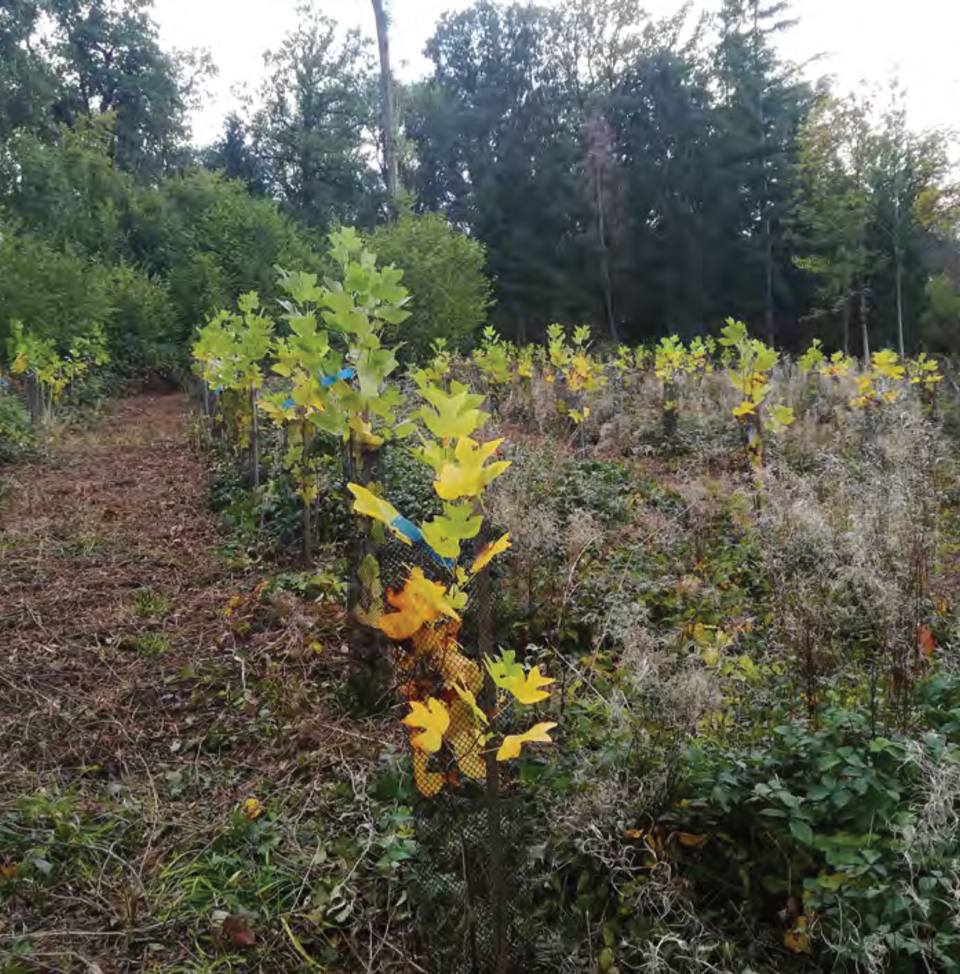 Jeune plant