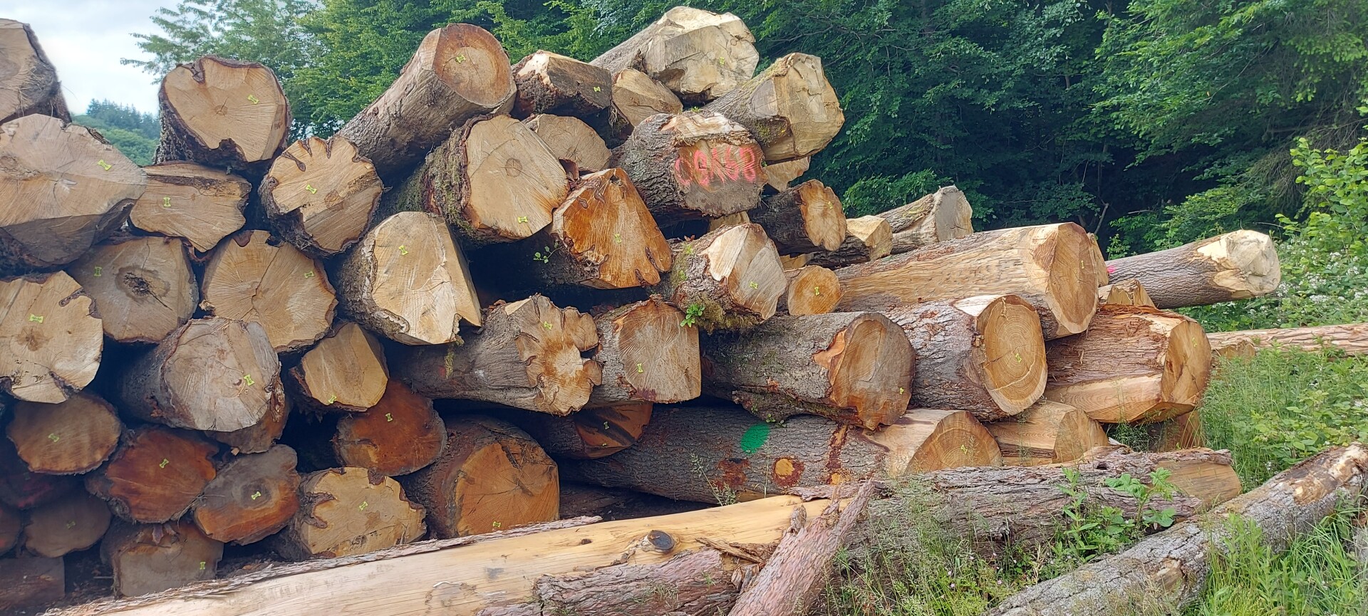 Visite d’une propriété certifiée PEFC et de la scierie Leplang