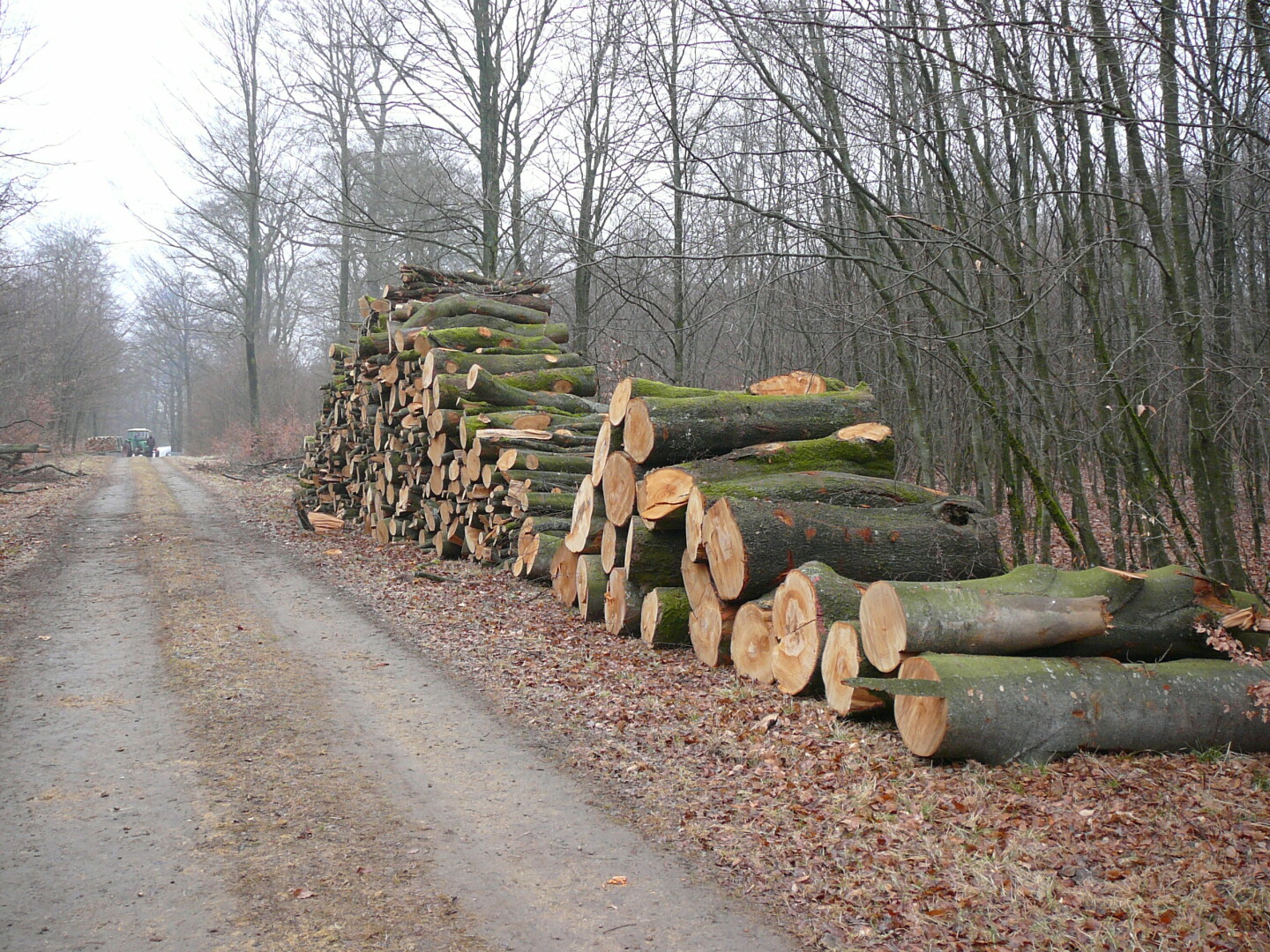 Organiser une vente de bois sur pied