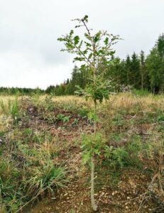 Harige eik op een testperceel van Trees for Future