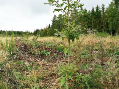 Chêne chevelu dans une parcelle test de Trees for Future