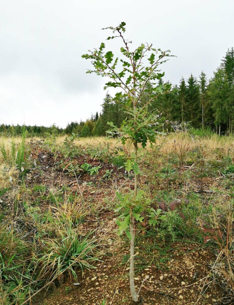 Chêne chevelu dans une parcelle test de Trees for Future