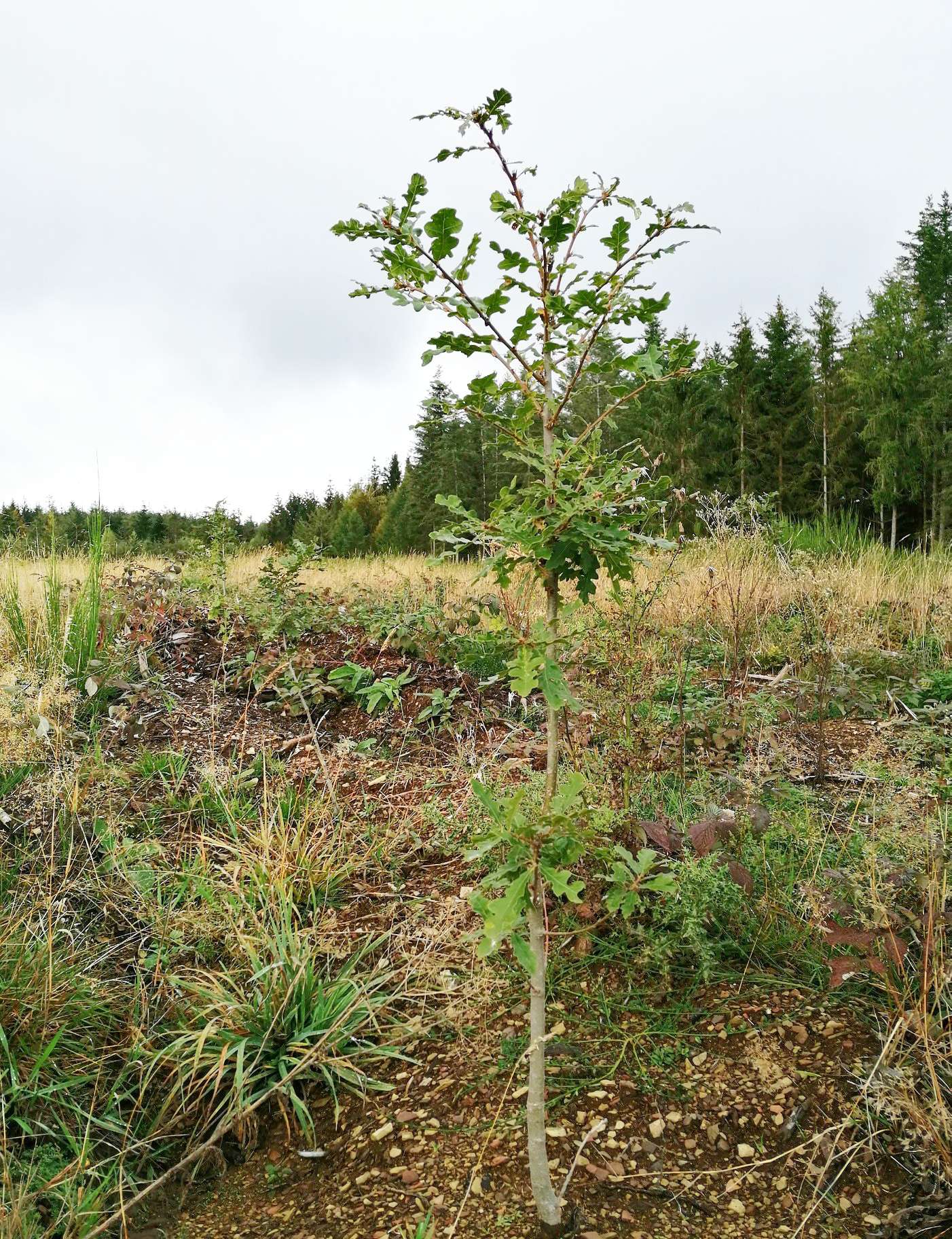 Chêne chevelu dans une parcelle test de Trees for Future