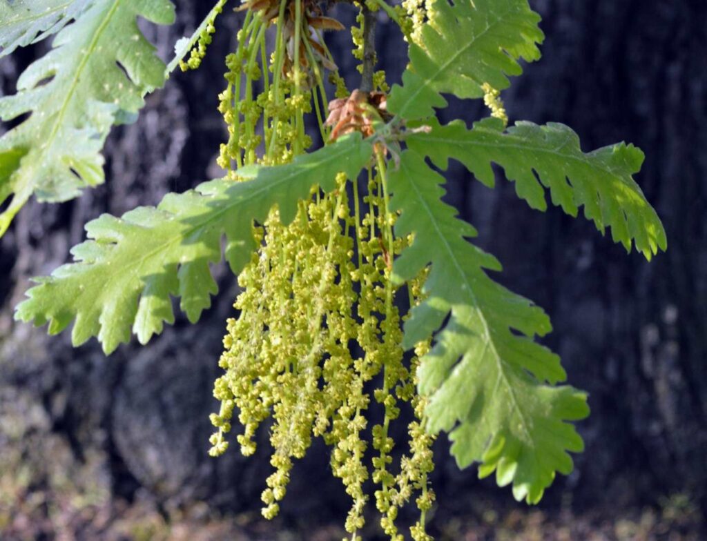 Rameau de Quercus frainetto (chêne de Hongrie)