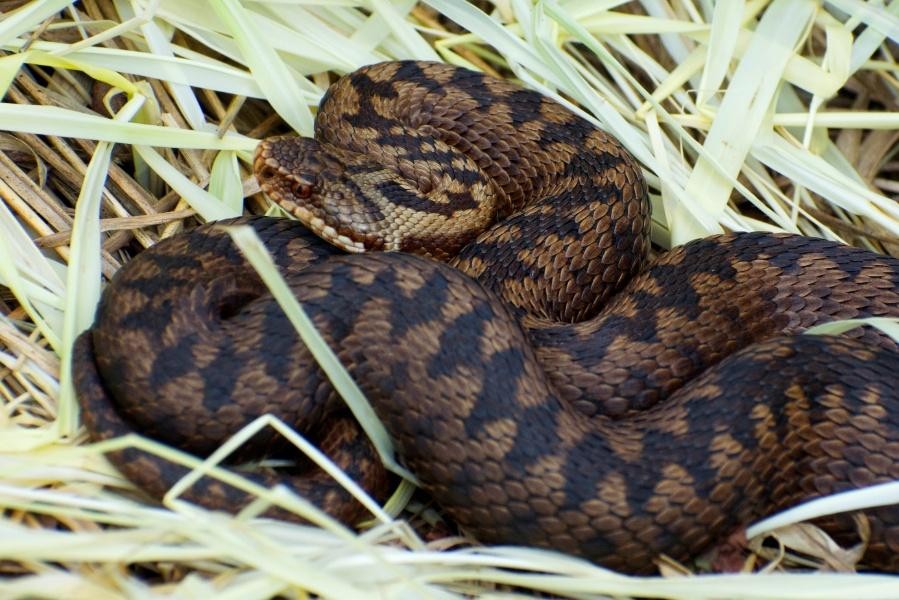 Appel candidature Prix Baillet Latour environnement serpent