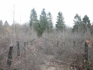 Forestry base gamekeeper