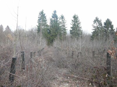 Base sylviculture garde forestier