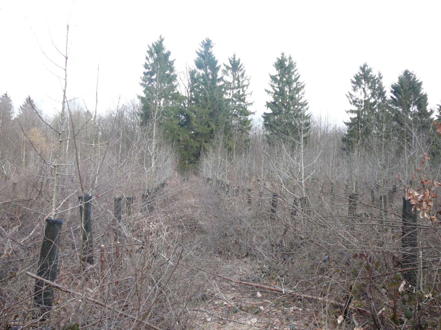 Bases de la sylviculture à destination des gardes champêtres particuliers