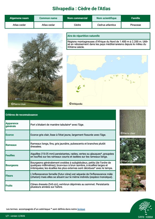 Cèdre de l'Atlas - Fiche