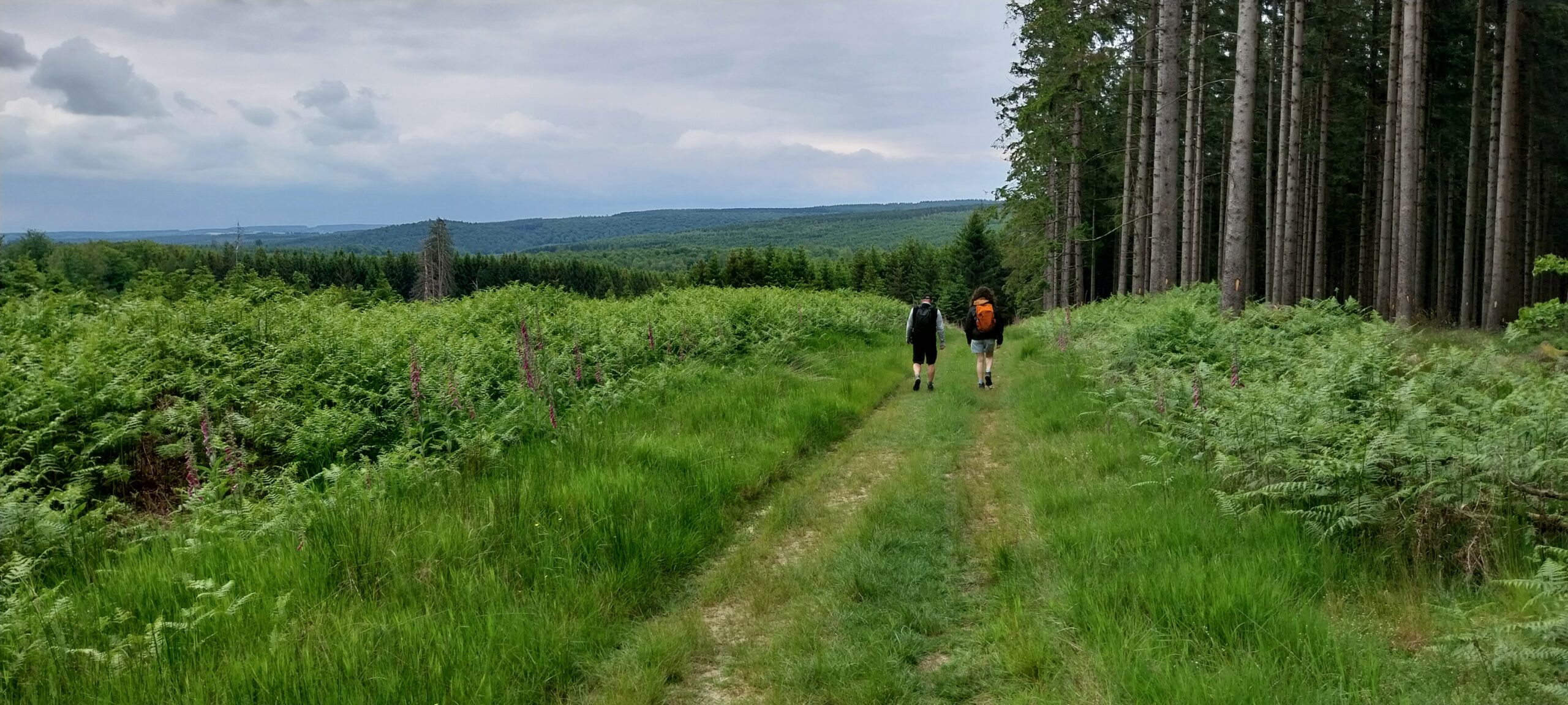 La forêt des êtres : un nouveau propriétaire, une pratique qui se formalise.
