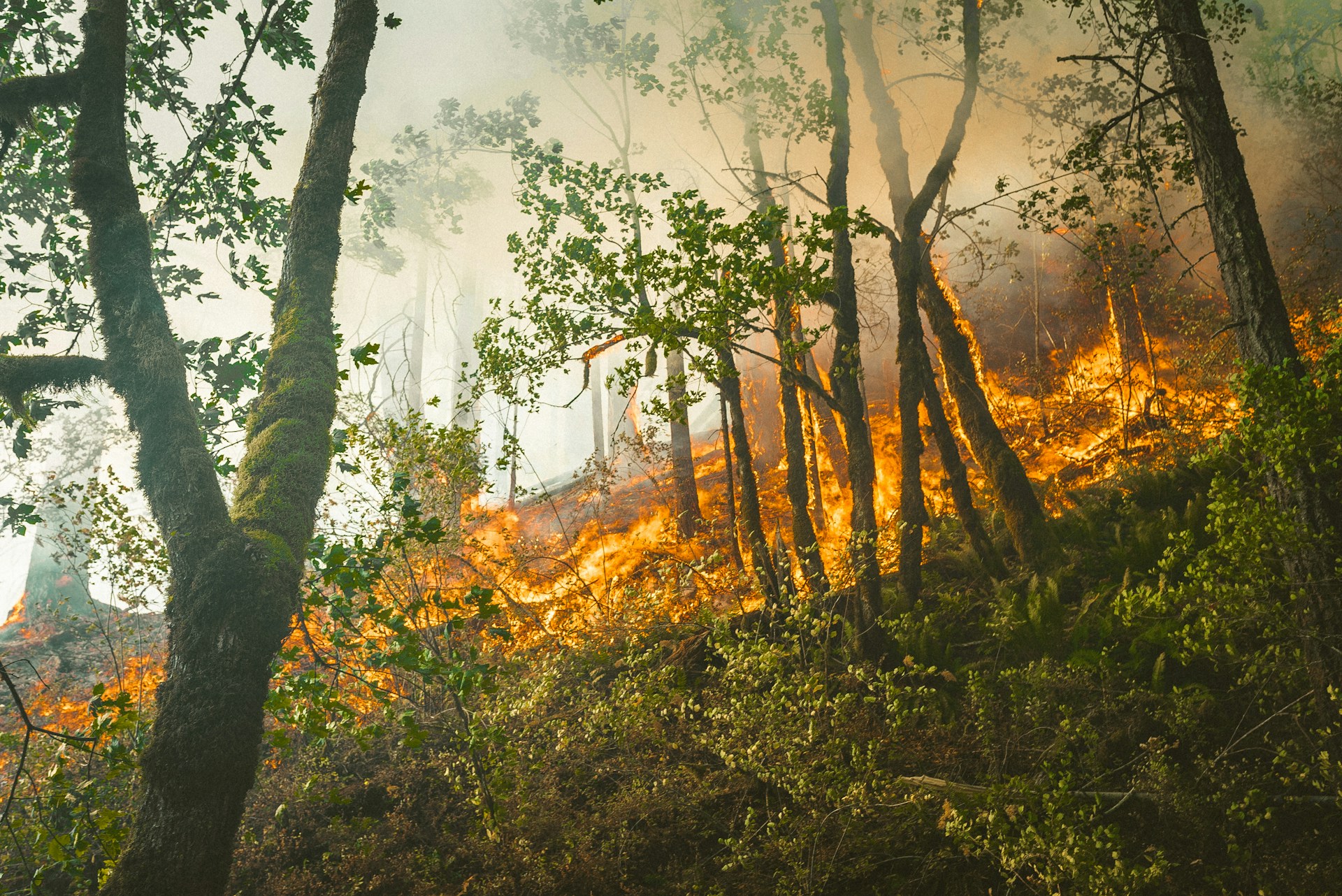 Wildfires: prevention is prepared before the crisis